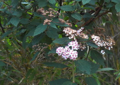 Spiraea formosana