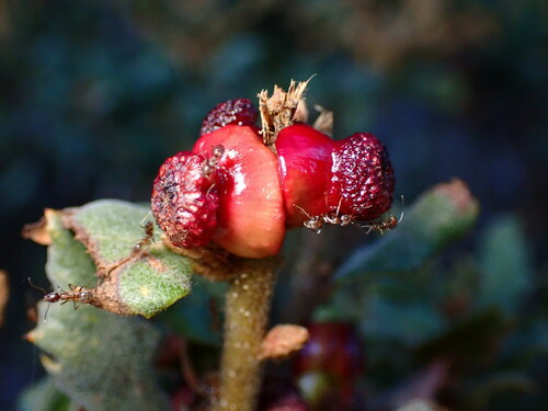 Clasping Twig Gall Wasp photo 3