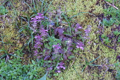 Pedicularis refracta transmorrisonensis