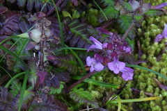 Pedicularis refracta transmorrisonensis