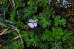Geranium hayatanum