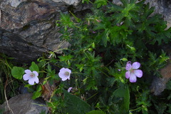 Geranium hayatanum