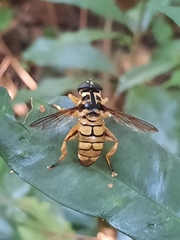 Milesia sinensis