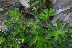 Geranium hayatanum