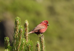 Carpodacus formosanus