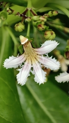Scaevola taccada