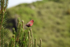 Carpodacus formosanus
