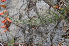 Artemisia commutata