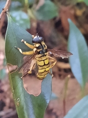 Milesia sinensis