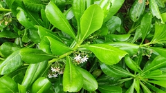 Scaevola taccada