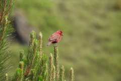 Carpodacus formosanus