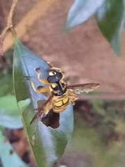 Milesia sinensis