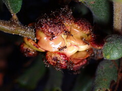 Disholcaspis prehensa