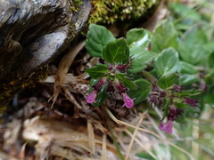 Clinopodium laxiflorum