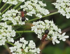 Formica obscuripes