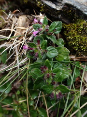 Clinopodium laxiflorum