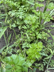 Petroselinum crispum