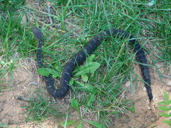 Crotalus cerberus