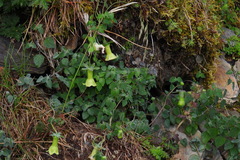 Codonopsis kawakamii