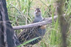 Gallirallus philippensis