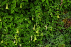 Codonopsis kawakamii