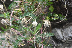 Astragalus inopinatus