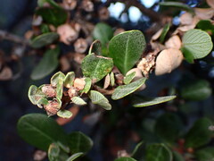 Ceanothus cuneatus