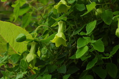 Codonopsis kawakamii