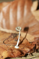 Mycena stylobates