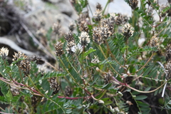 Astragalus inopinatus
