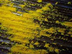 Chrysothrix candelaris