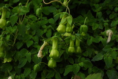 Codonopsis kawakamii