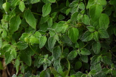 Codonopsis kawakamii