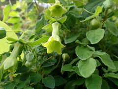 Codonopsis kawakamii