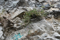 Astragalus inopinatus