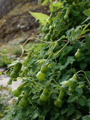 Codonopsis kawakamii