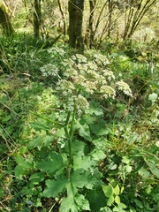 Heracleum sphondylium