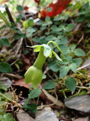 Codonopsis kawakamii