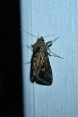Chrysodeixis includens