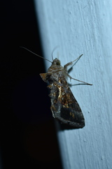 Chrysodeixis includens