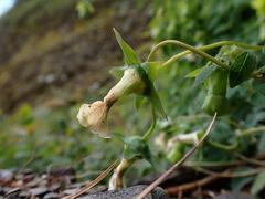 Codonopsis kawakamii
