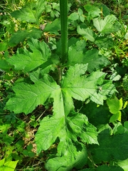 Heracleum sphondylium