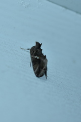 Chrysodeixis includens