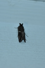 Chrysodeixis includens