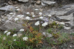 Kitagawia baicalensis