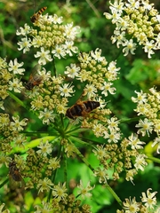 Heracleum sphondylium
