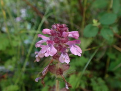Pedicularis refracta transmorrisonensis