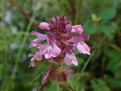Pedicularis refracta transmorrisonensis