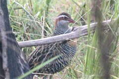 Gallirallus philippensis