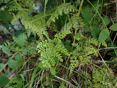 Cystopteris moupinensis